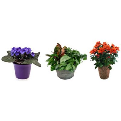3 Month Plant Subscription