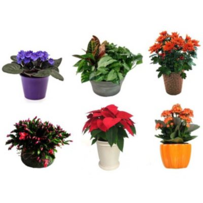 6 Month Plant Subscription 