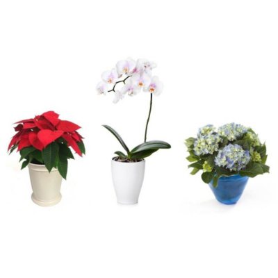 Holiday Plant Subscription