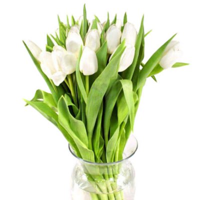 Tulips - White - 100 Stems