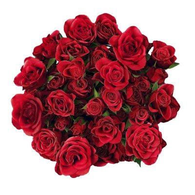 Spray Roses - Red - 100 Stems