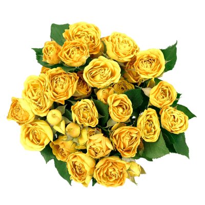 Spray Roses - Yellow - 100 Stems