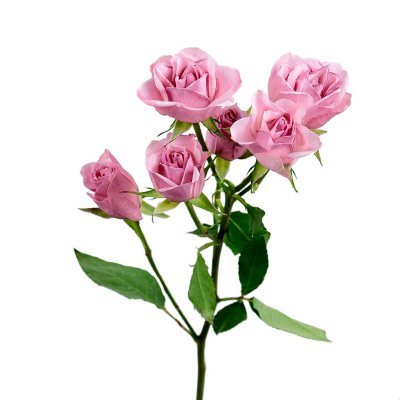 Spray Roses - Light Pink - 100 Stems