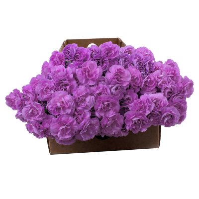 "Florigene" Moonpearl Mini Carnations - 200 Stems