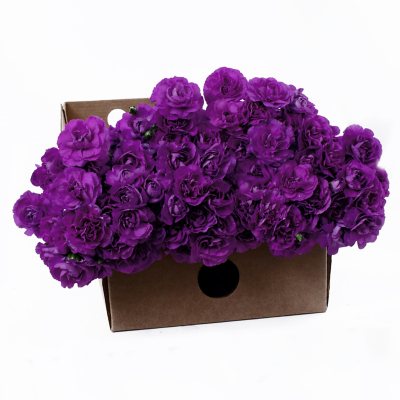 "Florigene" Moonberry Mini Carnations - 200 Stems