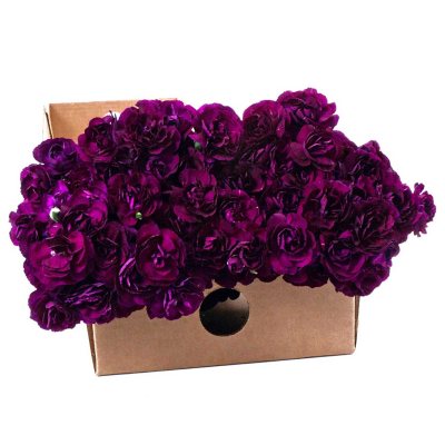 "Florigene" Moonvelvet Mini Carnations - 200 Stems