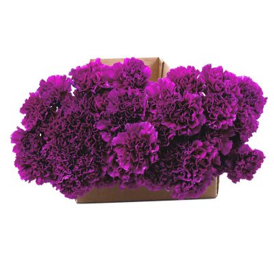 "Florigene" Moonshade Carnations - 140 Stems