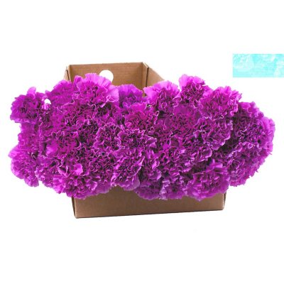 "Florigene" Moonlite Carnations - 140 Stems