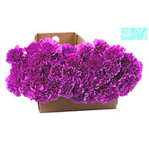 Carnations are beloved around the world for their beautiful ruffled petals, wide variety of colors, and surprising longevity. From special occasion to just because, Carnations are always a fitting flower. Please have someone available to receive and process the flowers on the delivery date. Please read Order Cancellation, Warranty and Important Delivery Information policies. Floral Tips & Ideas Explore our easy tips for arranging just-shipped flowers into stunning bouquets, plus get pointers for keeping your blooms looking beautiful longer. Flower Arranging Tips & Ideas 6 Ways to Make Flowers Last