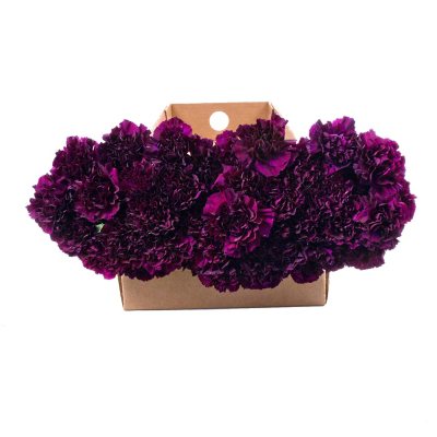 "Florigene" Moonvista Carnations - 140 Stems