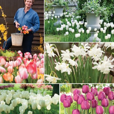 "Heavenly Skies" Bulb Collection - 40 Total Bulbs