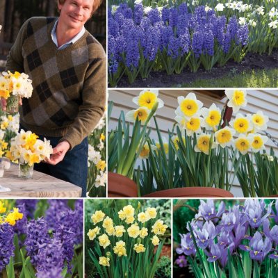"Southern Stars" Bulb Collection - 40 Total Bulbs  