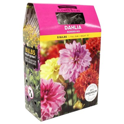Dahlia Border Mix Bulbs