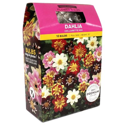 Dahlia Collarette