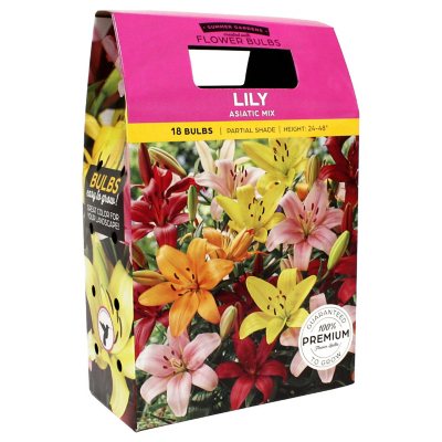 Lily Asiatic Mixed Bulbs