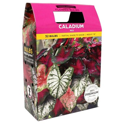 Caladium Mixed Colors - 40 dormant bulbs