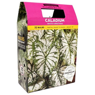 Caladium White Christmas - 40 dormant bulbs