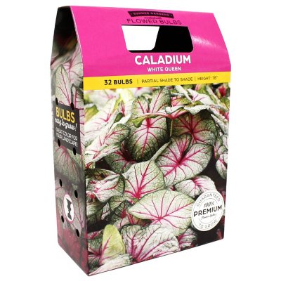 Caladium White Queen - 40 Dormant Bulbs