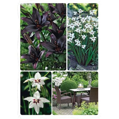 Acidanthera/Lillium - Package of 40 Dormant Bulbs