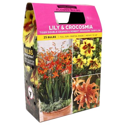 Tiger Double Orange, Robert Swanson and Montbretia Babylon Lillies - 30 Dormant Bulbs