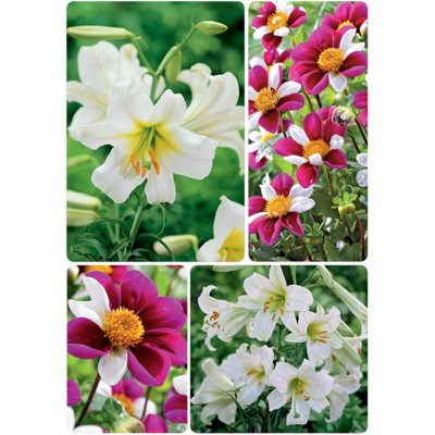 Twyning's Smartie Dahlias and Regale Album Lilium - 12 Dormant Bulbs