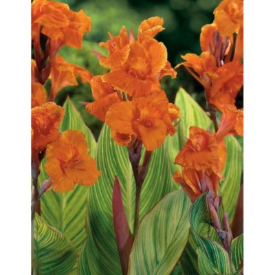 Canna Pretoria - Package of 10 Domant Bulbs