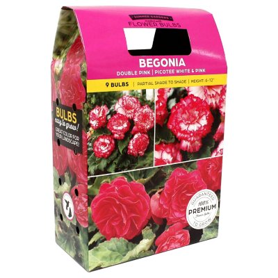 Begonia/Oxalis - Package of 20 Dormant Bulbs