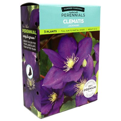 Clematis Jackmanii