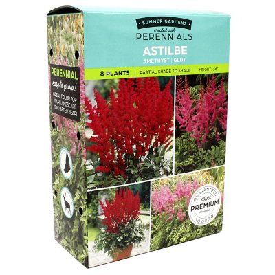 Astilbe Amethyst/Gluth