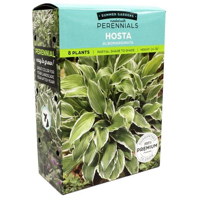 Hosta Albomarginata