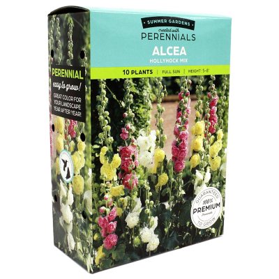 Alcea Hollyhock Mixed