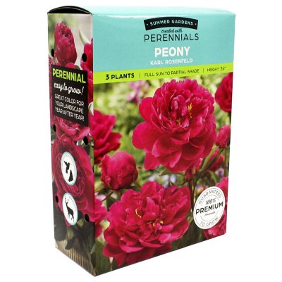 Peony Karl Rosenfield - 4 dormant roots