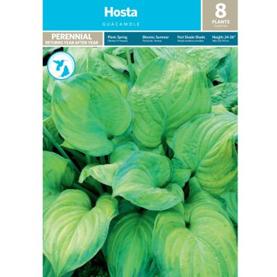 Hosta Guacamole - Package of 8 Dormant Plants