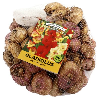 Hot Tropics Gladiolus - 75 Dormant Bulbs