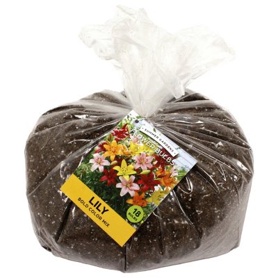 Bold Color Mixed Lilies - 20 Dormant Bulbs