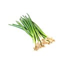 Green Onions - 12 ct. bunch