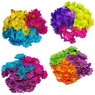 Poms - Tinted Assorted - 60 Stems