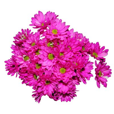 Poms - Tinted Hot Pink - 60 Stems