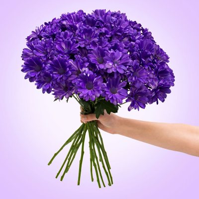 Poms - Tinted Purple - 60 Stems