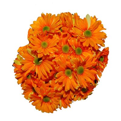 Poms - Tinted Orange - 60 Stems