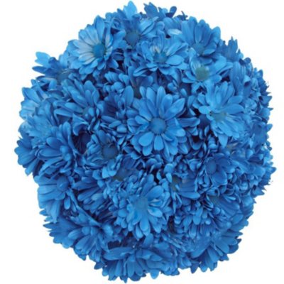 Poms - Tinted Turquoise - 60 Stems
