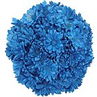 Poms - Tinted Turquoise - 60 StemsImage