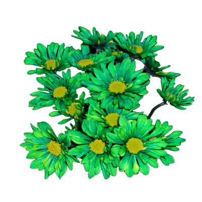 Poms - Tinted Green - 60 Stems