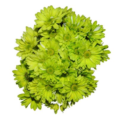 Poms - Tinted Lime Green - 60 Stems