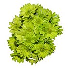 Poms - Tinted Lime Green - 60 StemsImage