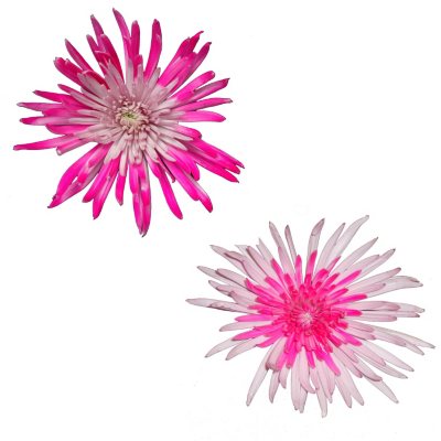 Innie/Outtie Disbuds - Hot Pink and Pink - 60 Stems