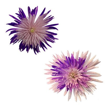 Innie/Outtie Disbuds - Purple and Pink - 60 Stems