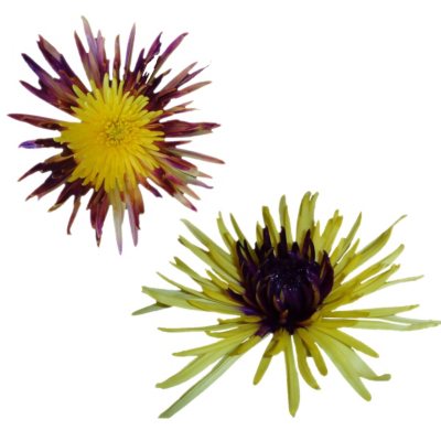 Innie/Outtie Disbuds - Purple and Yellow - 60 Stems