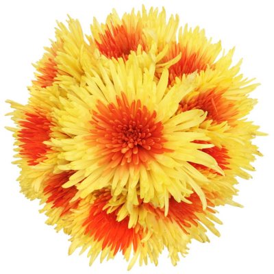 Innie/Outtie Disbuds - Orange and Yellow - 60 Stems