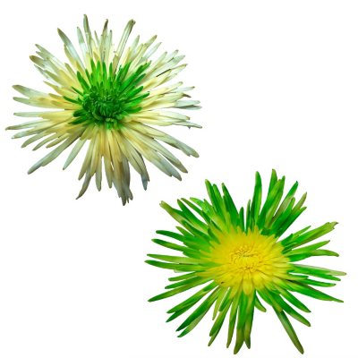 Innie/Outtie Disbuds - Green and Yellow - 60 Stems